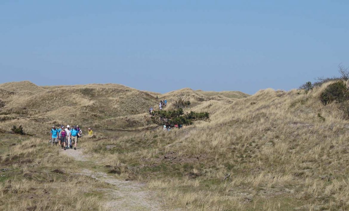 Auf neuem Premiumwanderweg bei Holstebro die Schönheiten der dänischen Nordsee erleben.