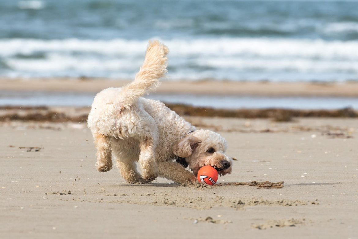 Hunde müssen in Dänemark ab Oktober am Strand nicht mehr an die Leine.