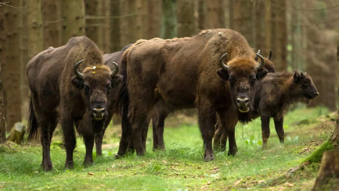 Auf der dänischen Ostsee-Insel Bornholm lebt eine Herde Wisente und ist Touristenattraktion.