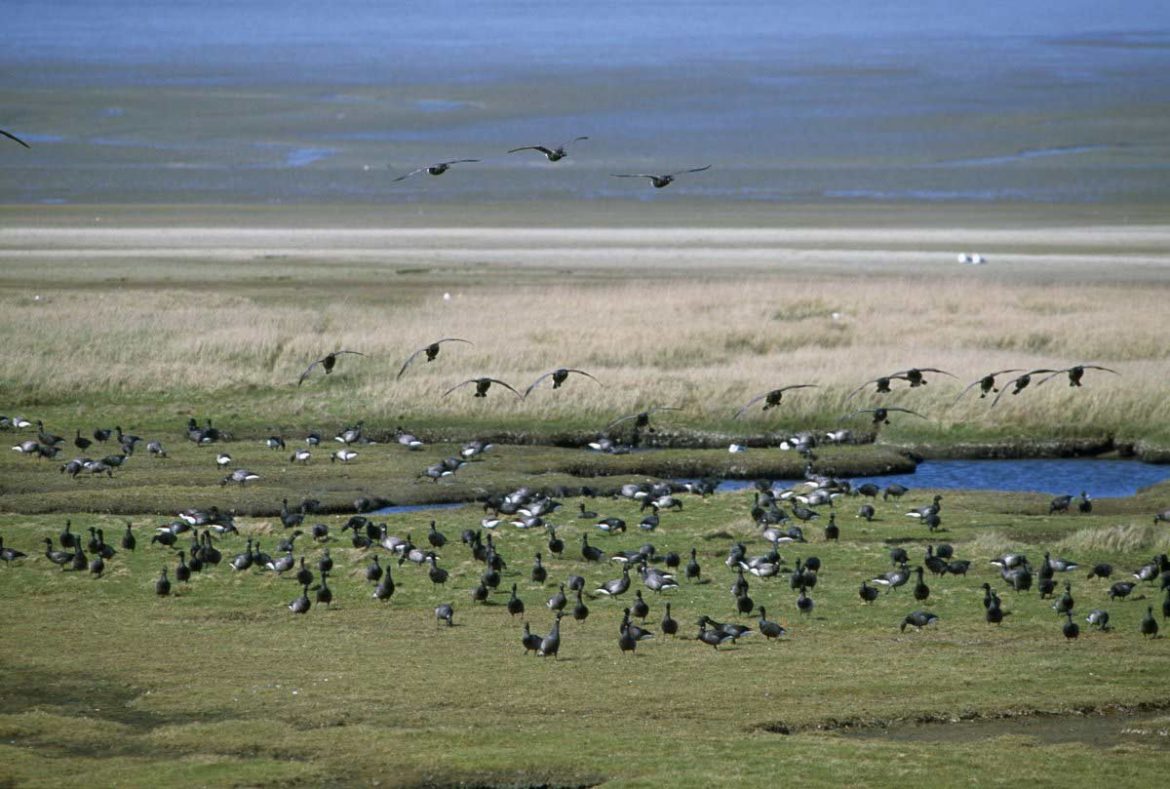 Die Frisische Insel Mandø im Wattenmeer in der Nordsee in Dänemark.