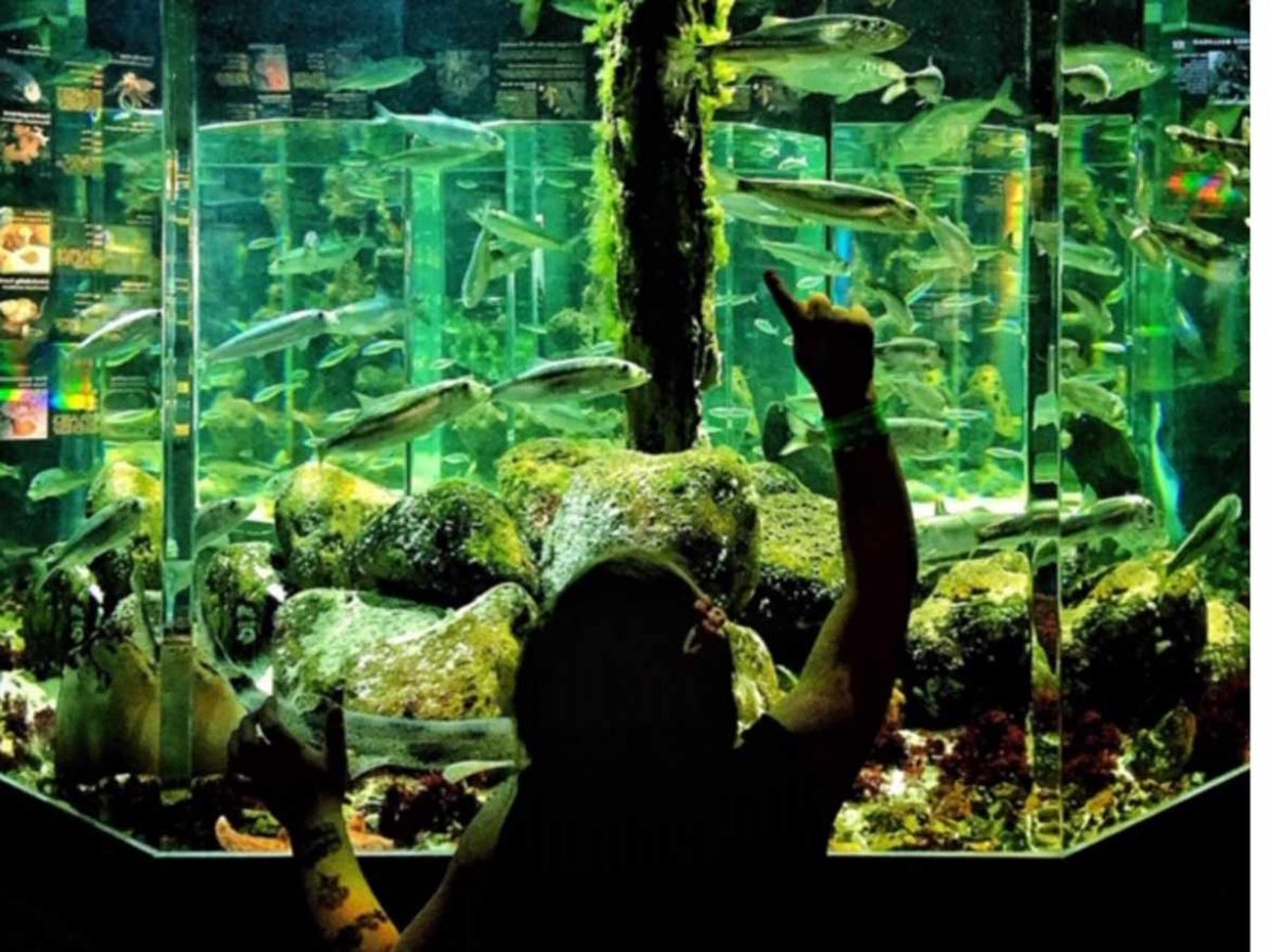 Das Aquarium in Helsingör das kleinste und hyggeligste in Dänemark.