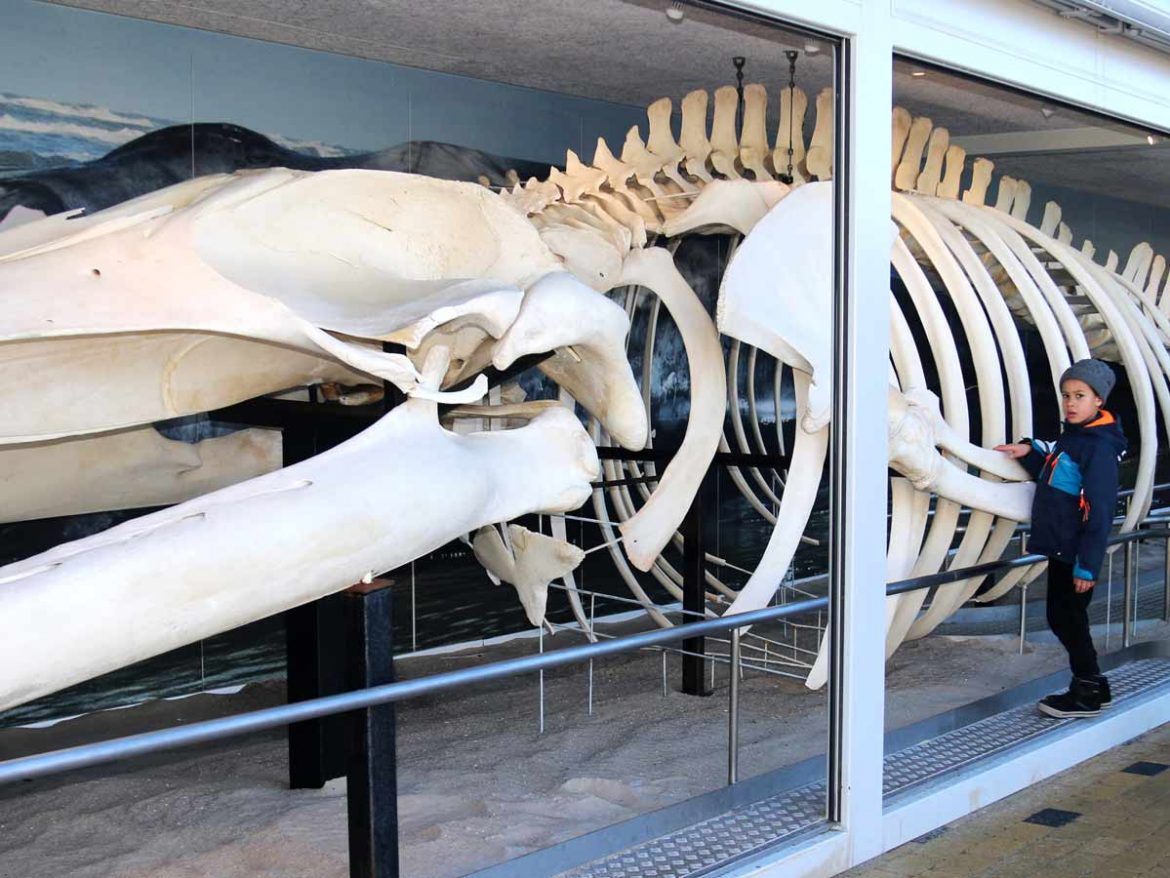 Das Skelett des Finnwals aus Blokhus kann Ostern in Blokhus besichtigt werden.