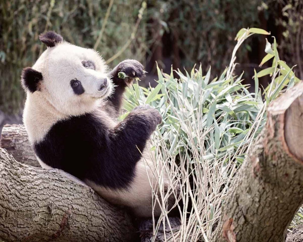 Zwei Pandas sind die neuen Stars im Zoo in Kopenhagen ...