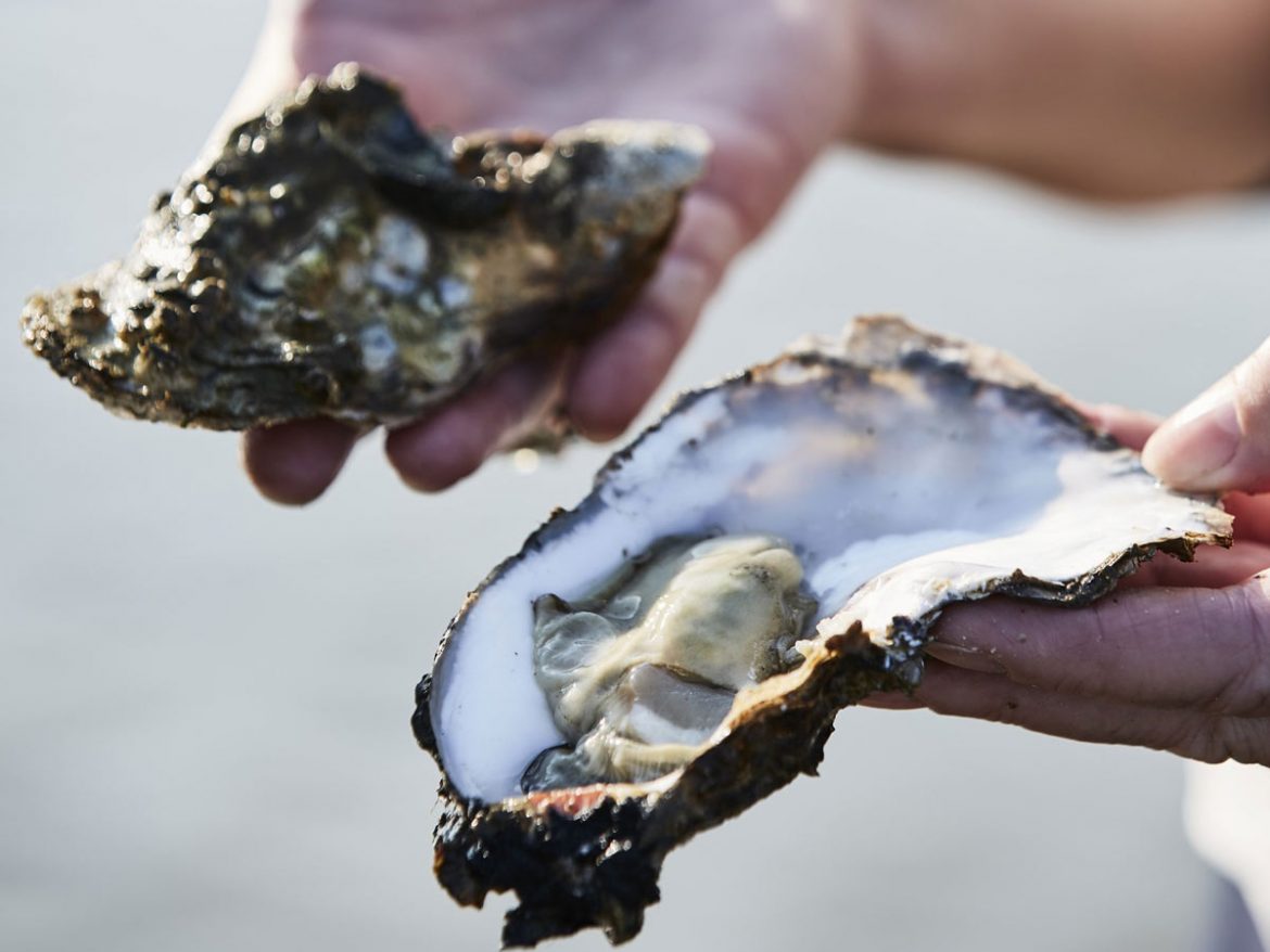 Auf der Insel Rømø findet das erste Austernfestival Dänemarks statt.