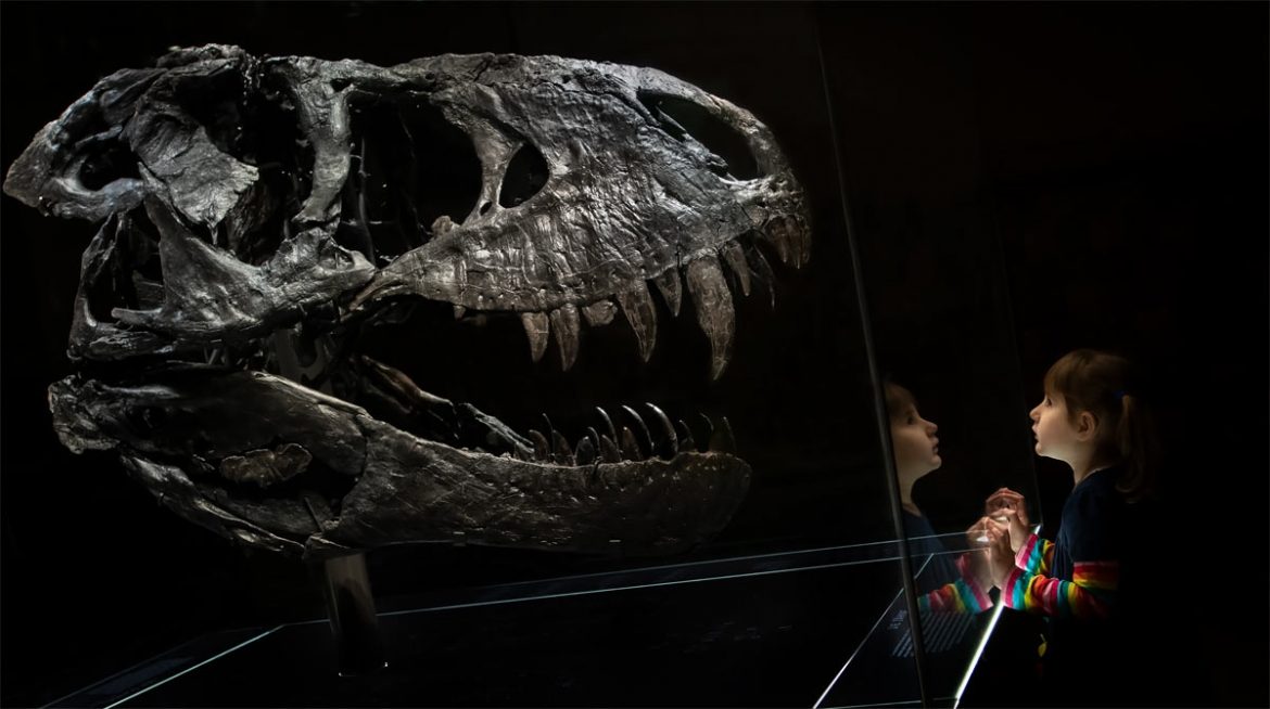 T. rex kommt für ein Jahr von Berlin in das Naturhistorische Museum in Kopenhagen.