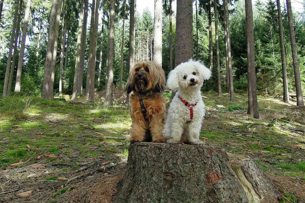 In Dänemark gibt es mehr als 200 Hundewälder.