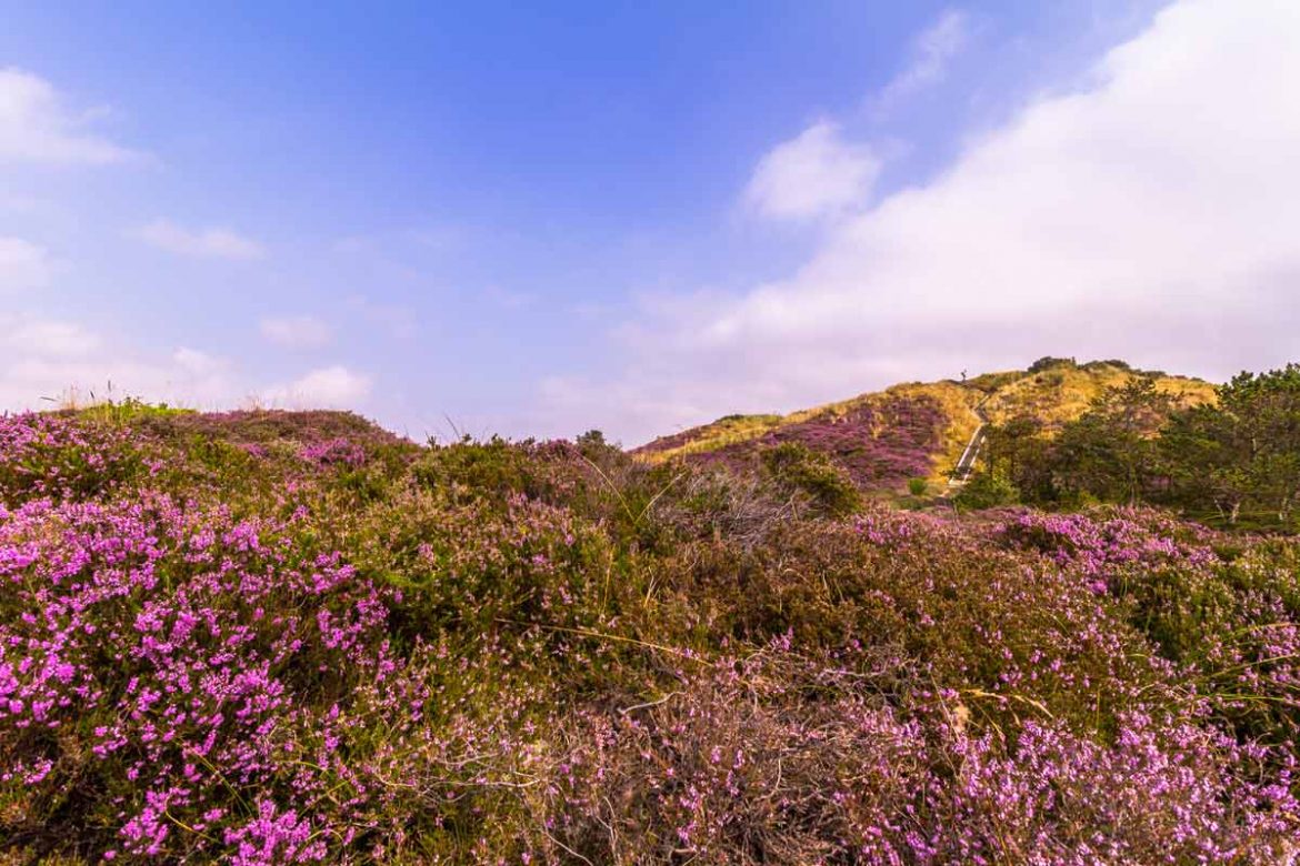 Die Insel Rømø hat ein neues Wanderwegenetz.